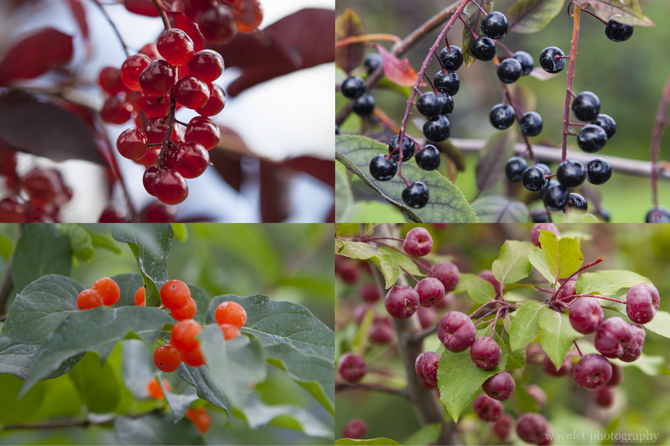 Alaska Berries, Georgeson Botanical Garden, Fairbanks, Alaska
