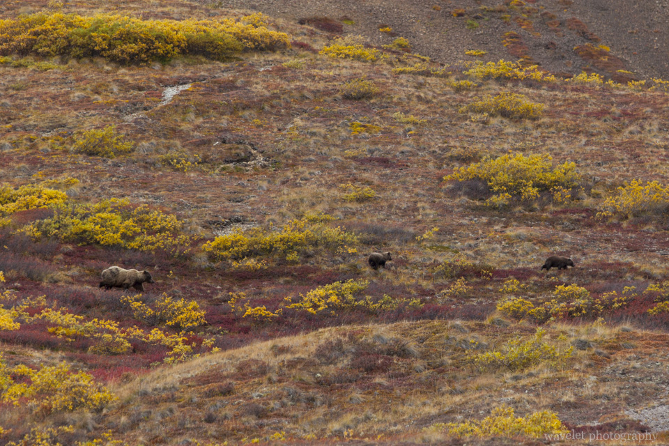 Bears, Denali National Park, Alaska
