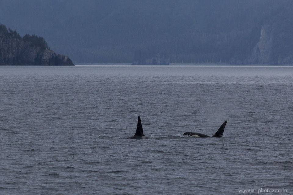 Killer Whales, Kenai Fjords National Park, Alaska