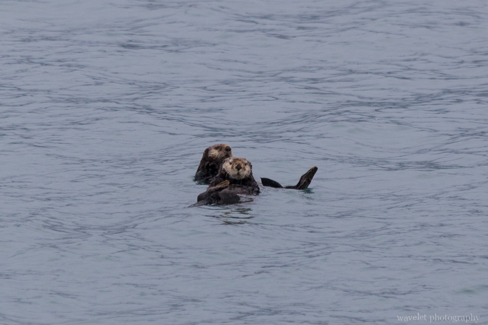 Sea Otters, Kenai Fjords National Park, Alaska
