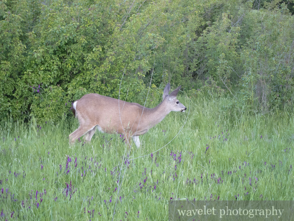 Deer, Alum Rock Park