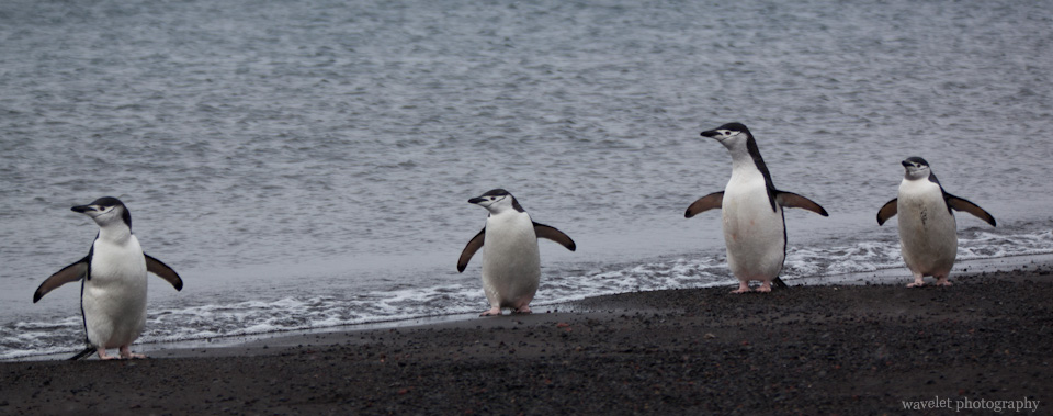Chinstrap Penguins, Deception Island