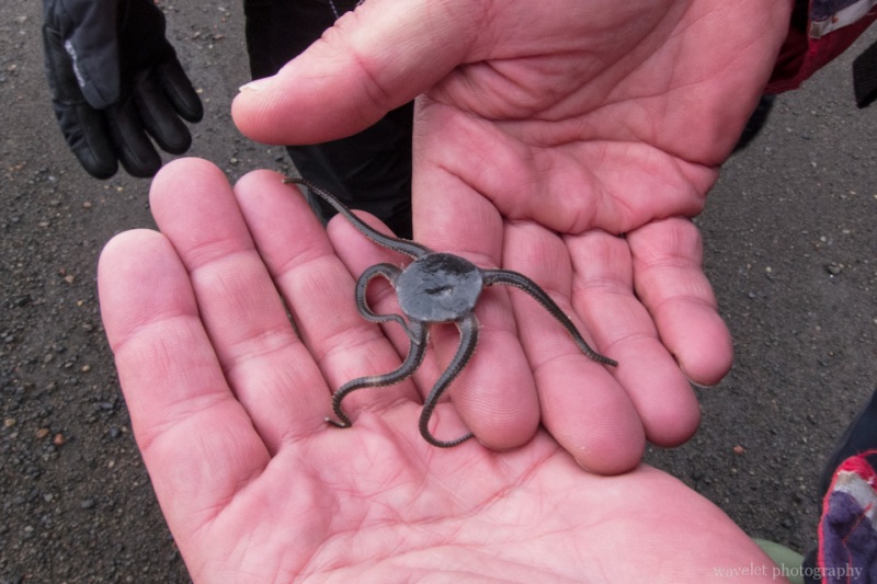 Strange creature on the beach, Deception Island