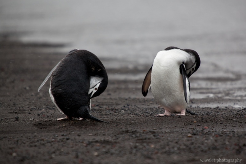 Chinstrap Penguins, Deception Island