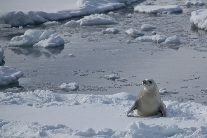 A Leopard Seal at Lemaire Channel, Antarctica