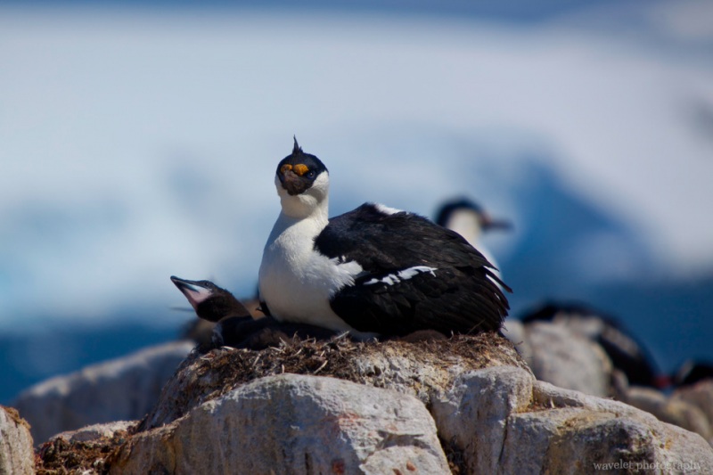 Blue-eyed Shags, Port Lockroy, Antarctica