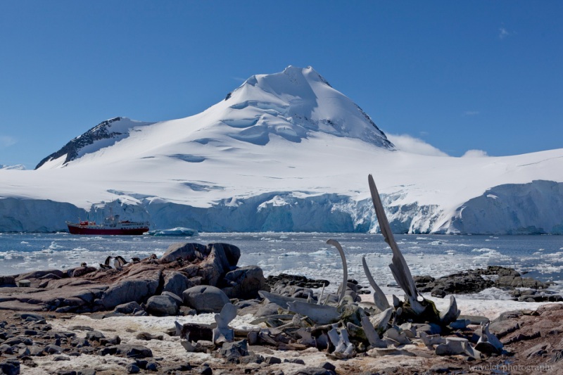 The Whale Skeleton on the beach of Jougla Point, Port Lockroy, Antarctica