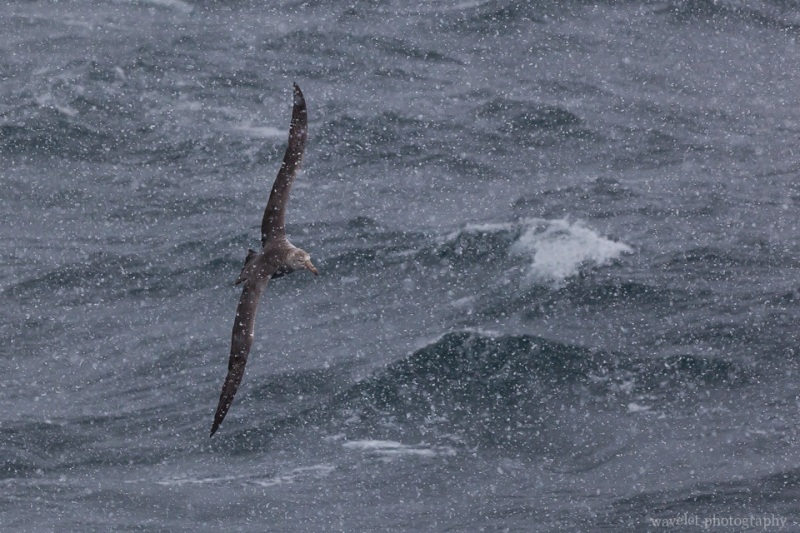 Northern Giant Petrel