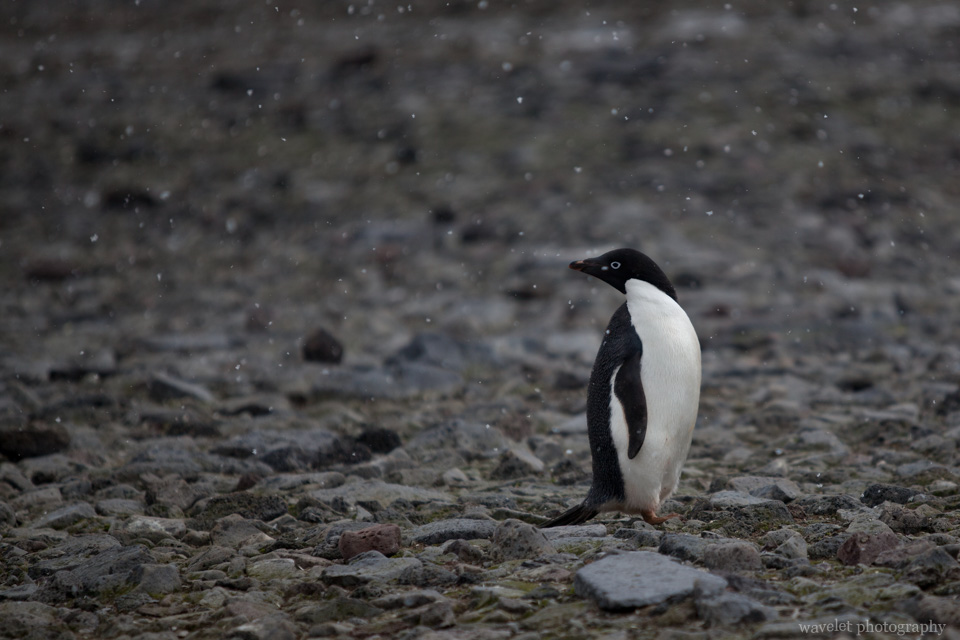 Adélie Penguins, Paulet Island