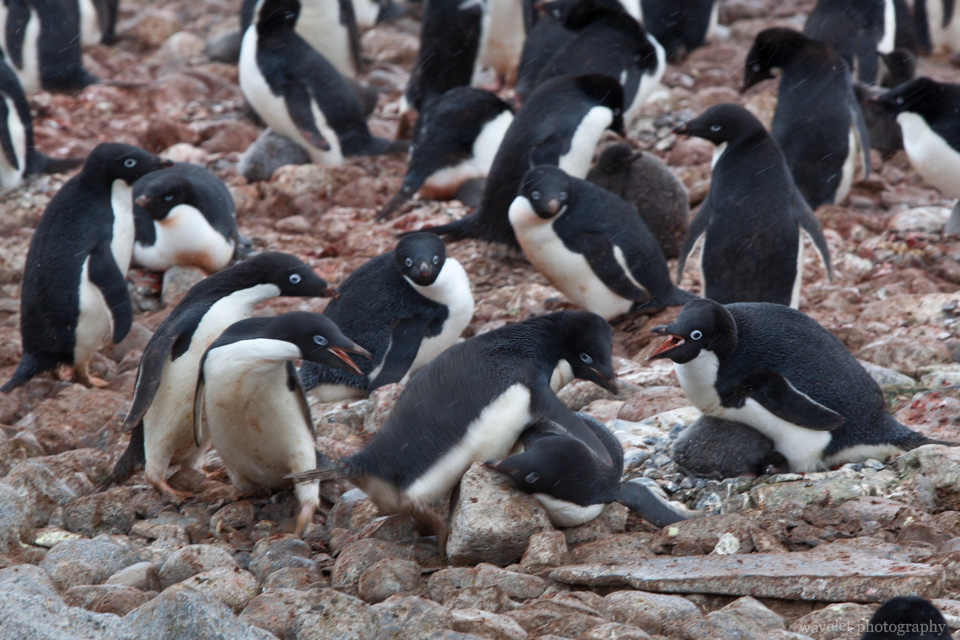 Adélie Penguins Fight, Paulet Island