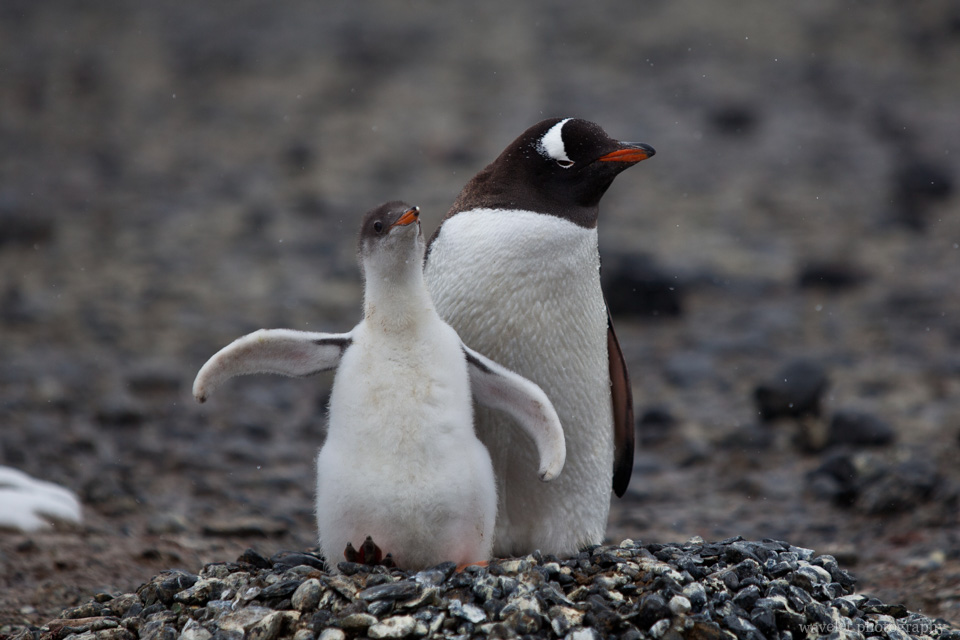 Gentoo Penguins, Brown Bluff