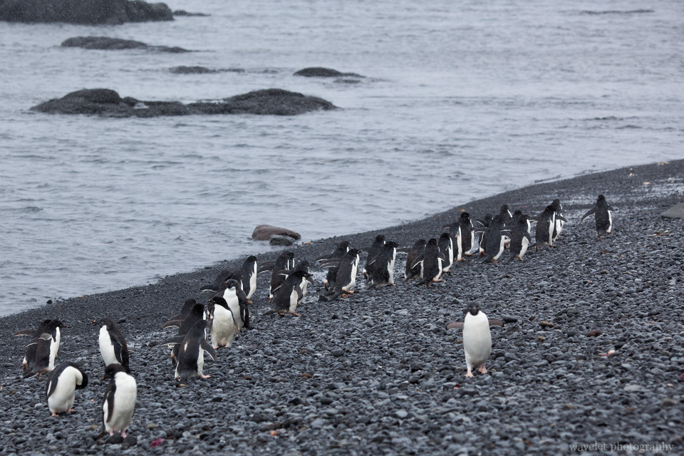 Adélie penguins heading to the sea, Brown Bluff