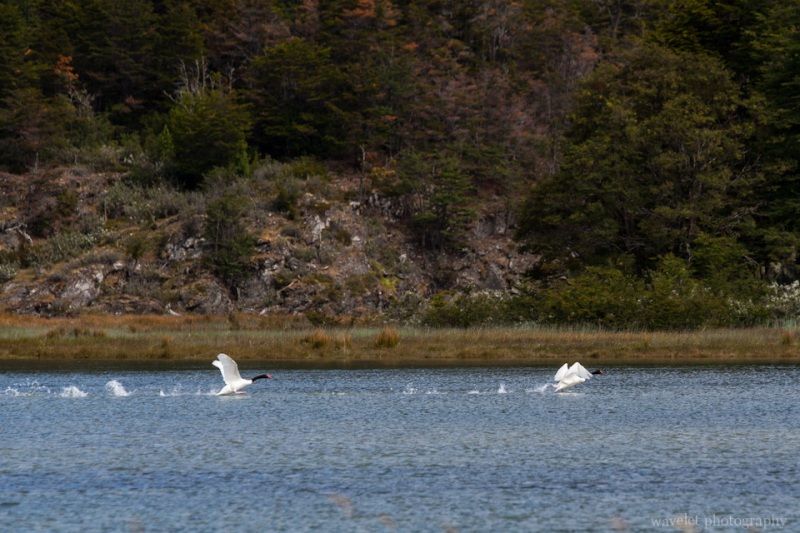 Roca Lake, Tierra del Fuego N. P.