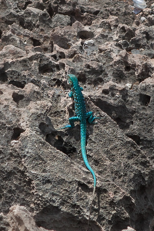 A colorful lizard, Aruba