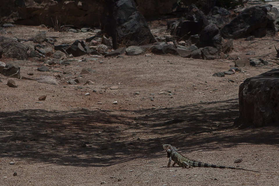 A lizard at Ayo Rock Formations, Aruba