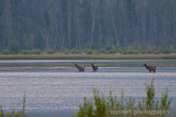Elks in Vermilion Lake, Banff