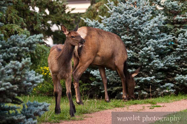 Elks in Banff Town, Banff