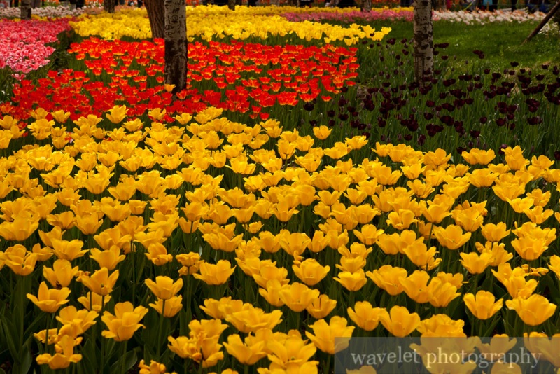 Beijing Botanic Garden (北京植物园)