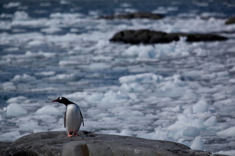 A Gentoo Penguin, Port Lockroy, Antarctica