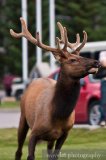 Elks in Banff Town, Banff