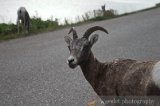 Mountain Goat in Maligne Lake Road, Jasper
