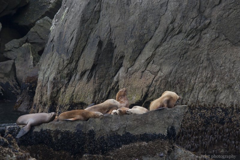 Sea Lions, Kenai Fjords National Park, Alaska