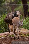 Emu and Walleby