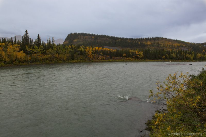 The section of Nenana River where McKinley Village Lodge is located, Alaska