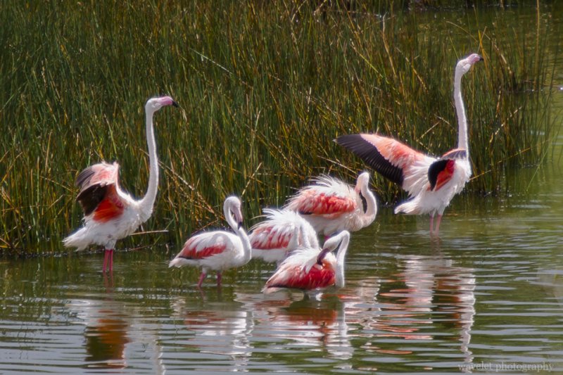 Greater Flamingo, Arusha National Park, Tanzania