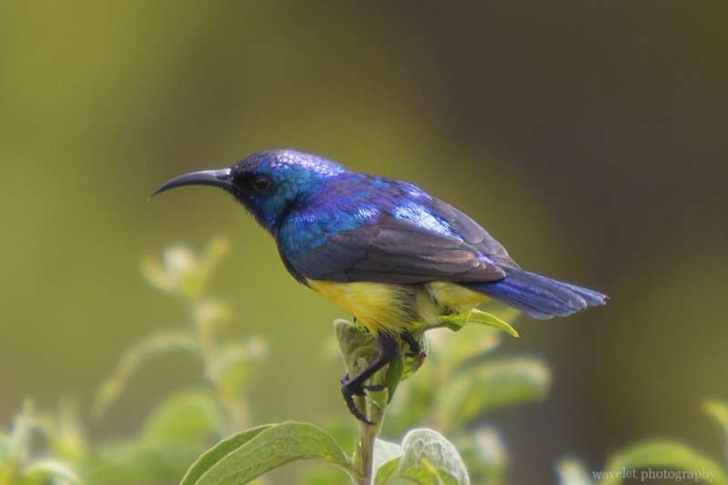 Collared Sunbird, Arusha National Park, Tanzania