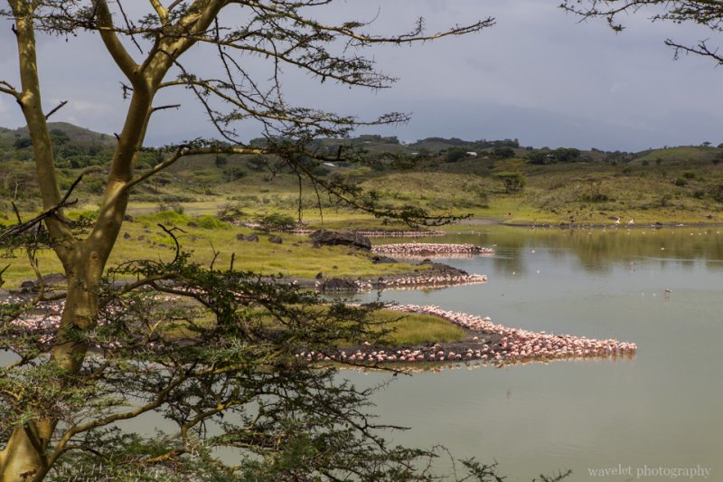 Flamingos at Small Momella Lake, Arusha National Park, Tanzania