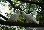 Royal Botanic Gardens