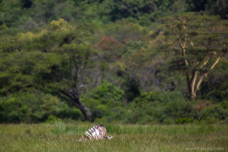 A Zebra skeleton at Buffalo Glade, Arusha National Park, Tanzania