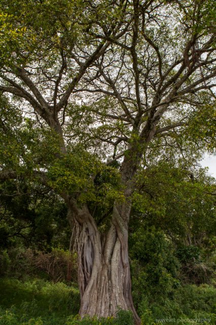 A fig tree, Arusha National Park, Tanzania