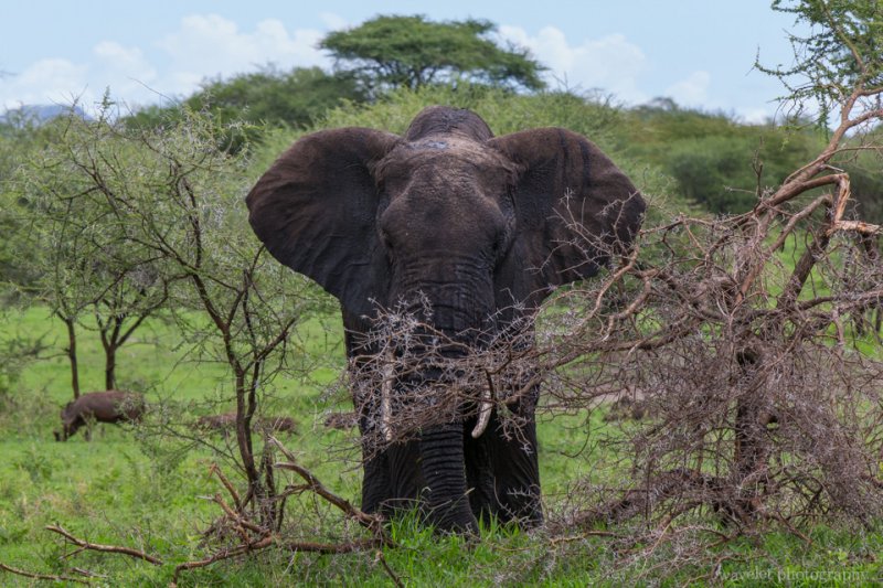 Elephant, Tarangire National Park