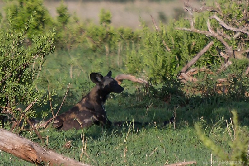 African Hunting Dog, Tarangire National Park