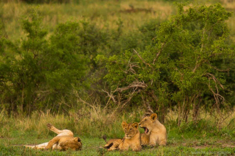 Lions, Tarangire National Park
