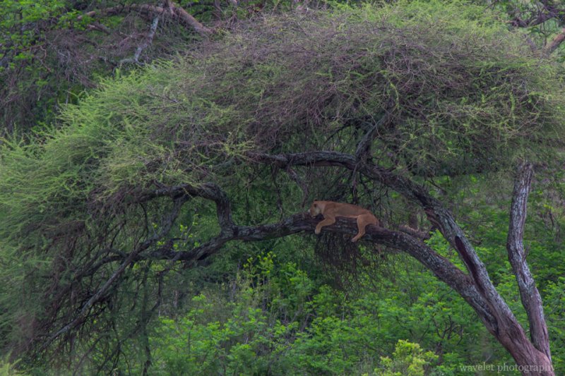 Lion lying on the tree, Tarangire National Park