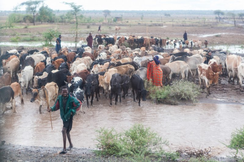 Maasai herders