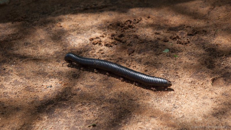 Centipede, Tarangire National Park