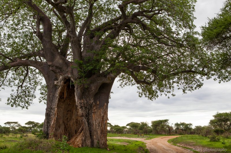 Boabab tree, Tarangire National Park