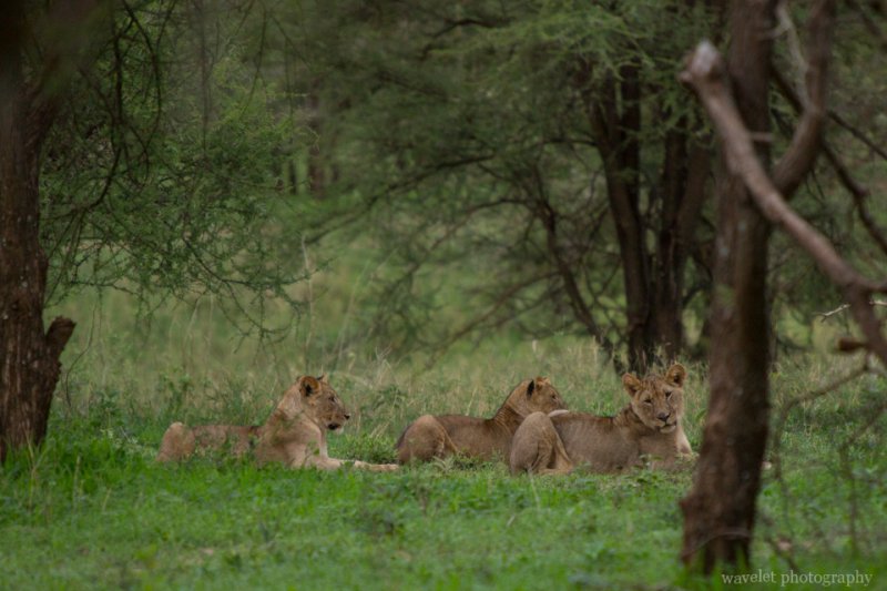 Lions in the bush, Tarangire National Park