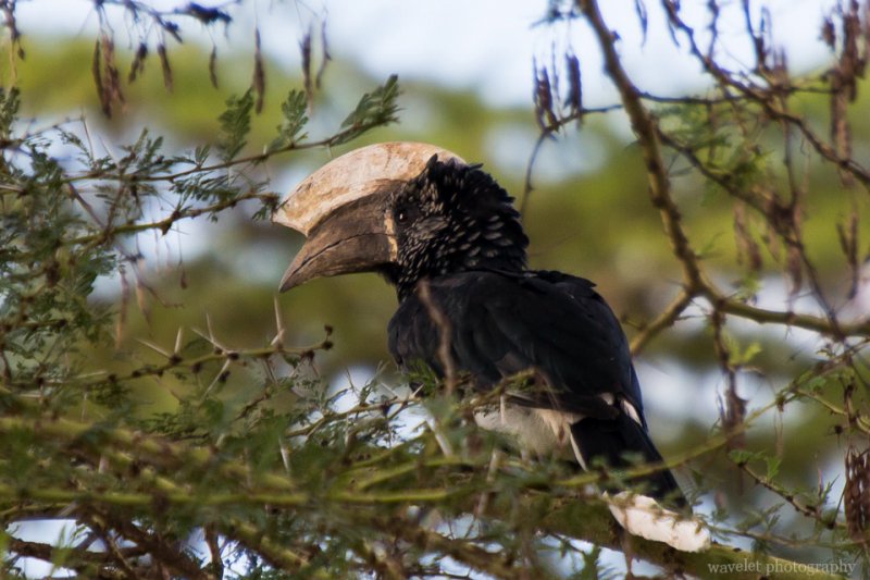 Silvery-cheeked Hornbill, Lake Manyara National Park
