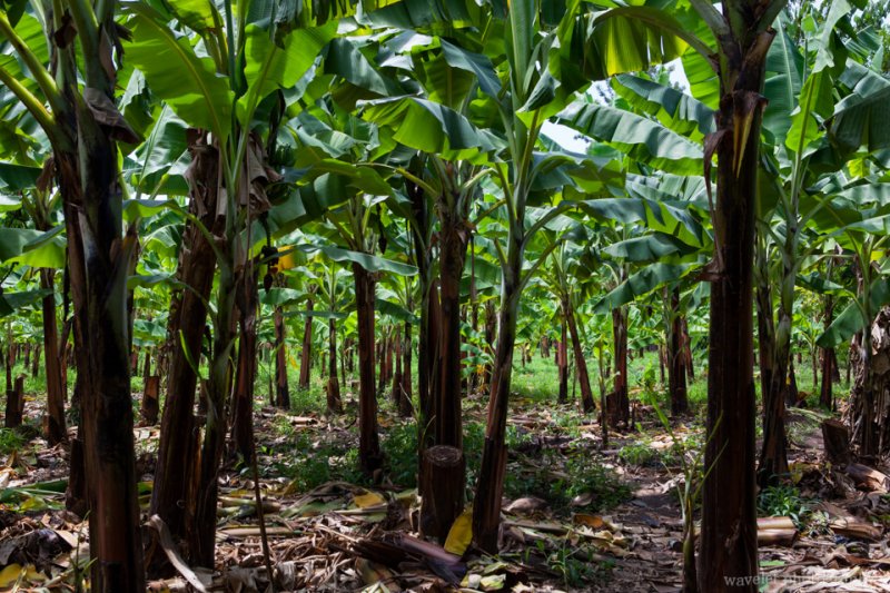 Banana field near Mto wa Mbu