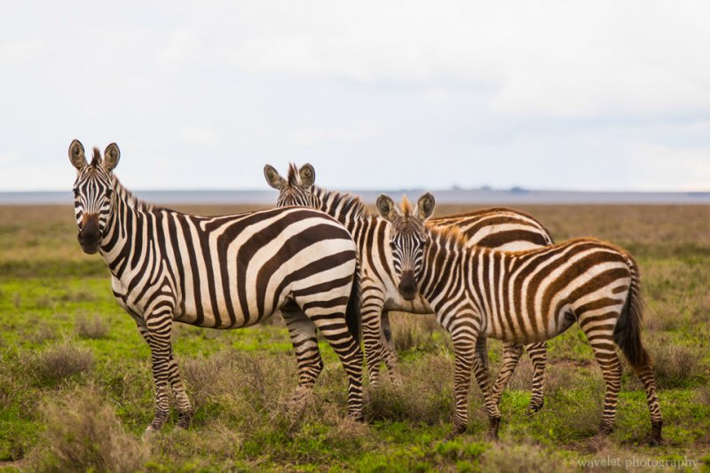 Zebras in migration near Serengeti National Park