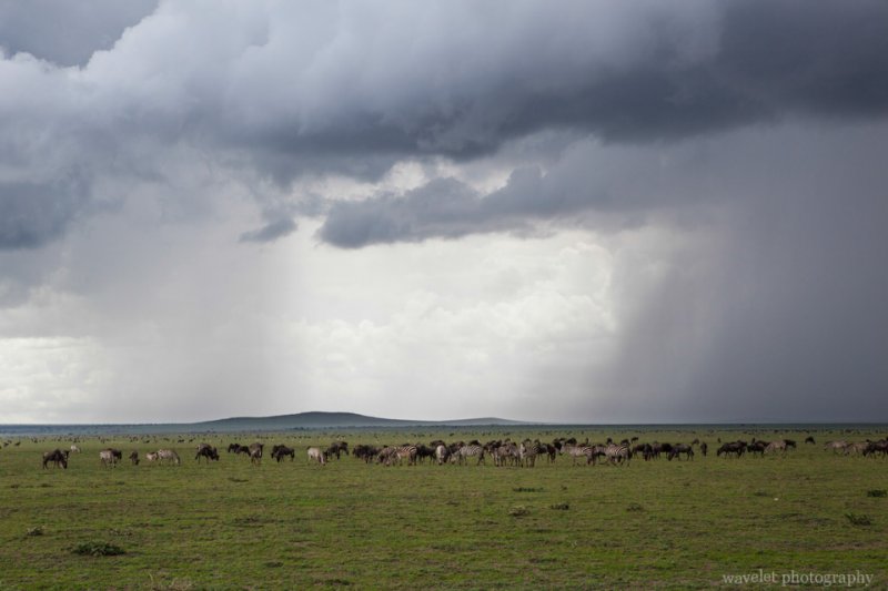 Tunderstorm over Serengeti
