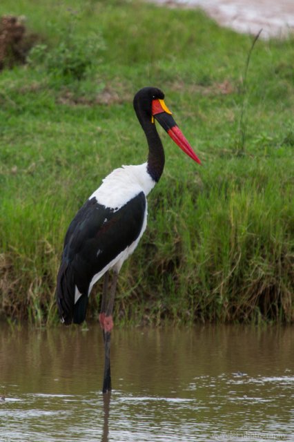 Saddle-billed Stork, Serengeti National Park