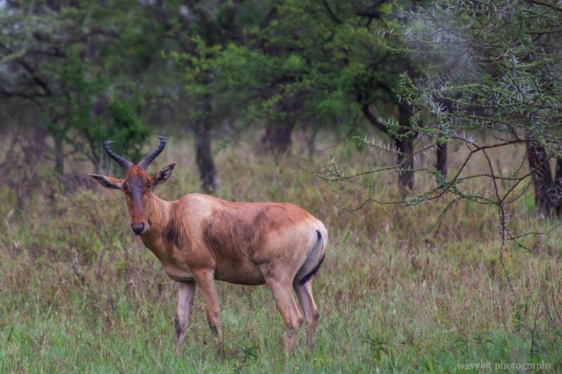 Hartebeest, Serengeti National Park