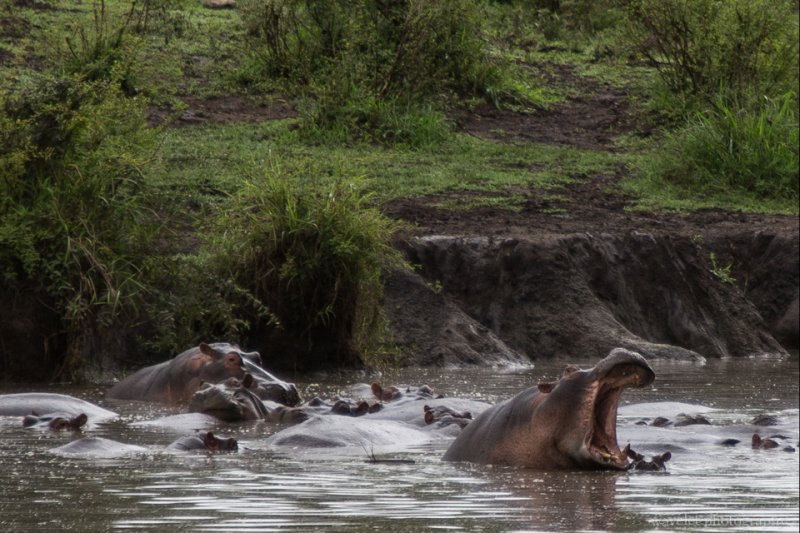 Hippos in the pond, Serengeti National Park