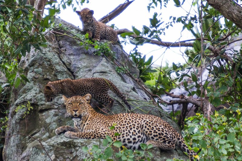 A leopard with her cubs, Serengeti National Park